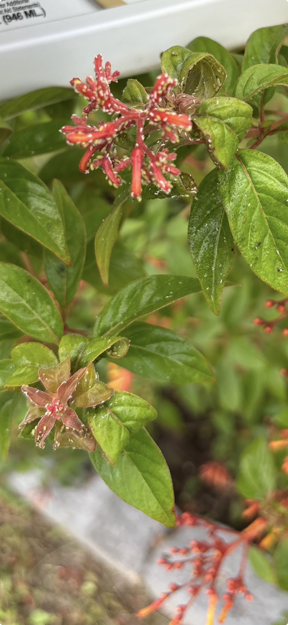 When you see flowers covered with bugs like this, spray with Neem oil or a fungicide thoroughly and in the bush itself.