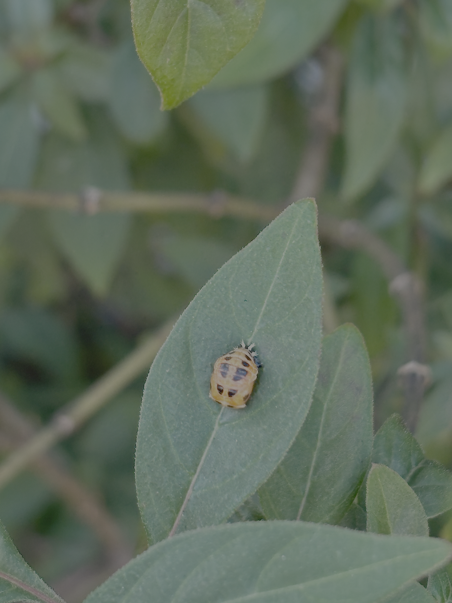 Orange ladybug came to watch!
